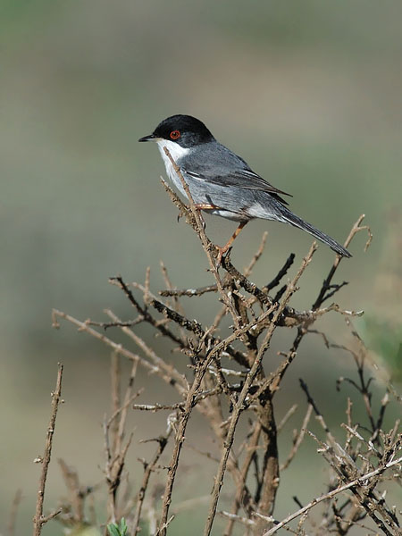 Samettipääkerttu, Sardinian Warbler, Sylvia melanocephala